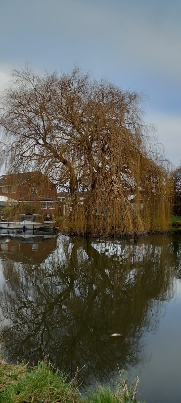 Canal with large tree